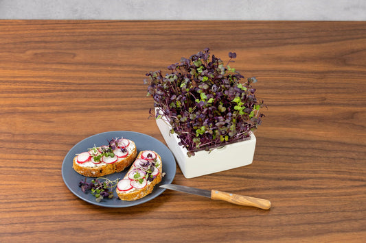  Radieschen Rambo Microgreen Saatpad