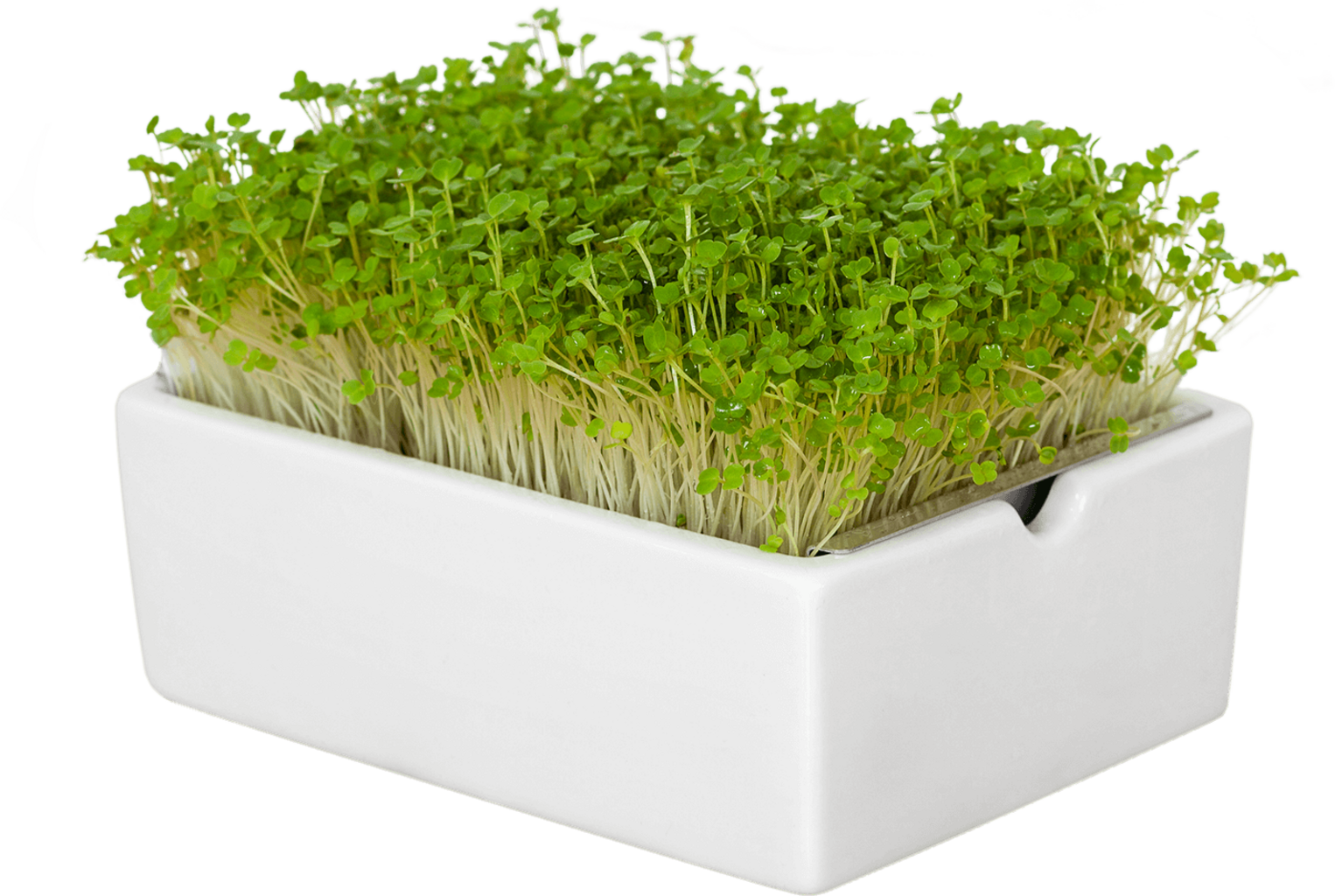 Rauke Microgreens Saatpad