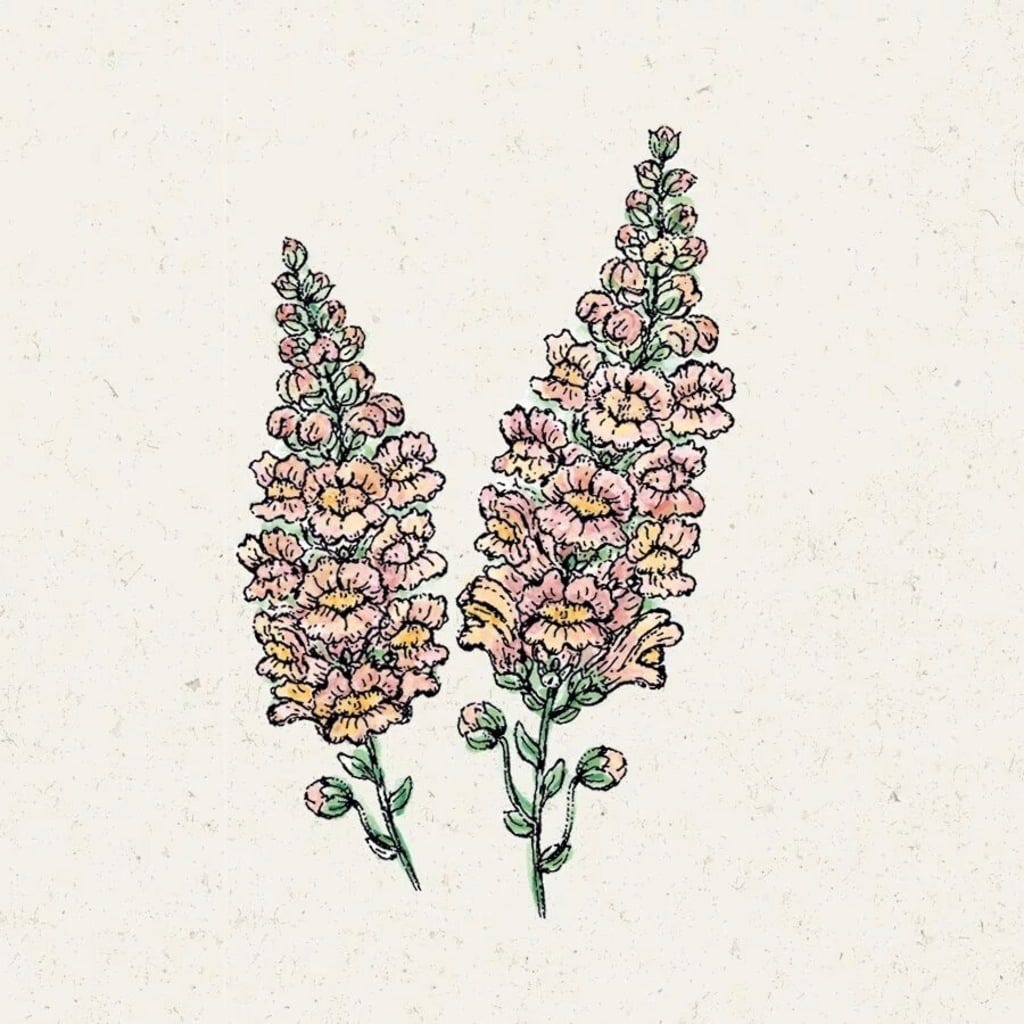  Löwenmäulchen "Costa Apricot" Antirrhinum Majus