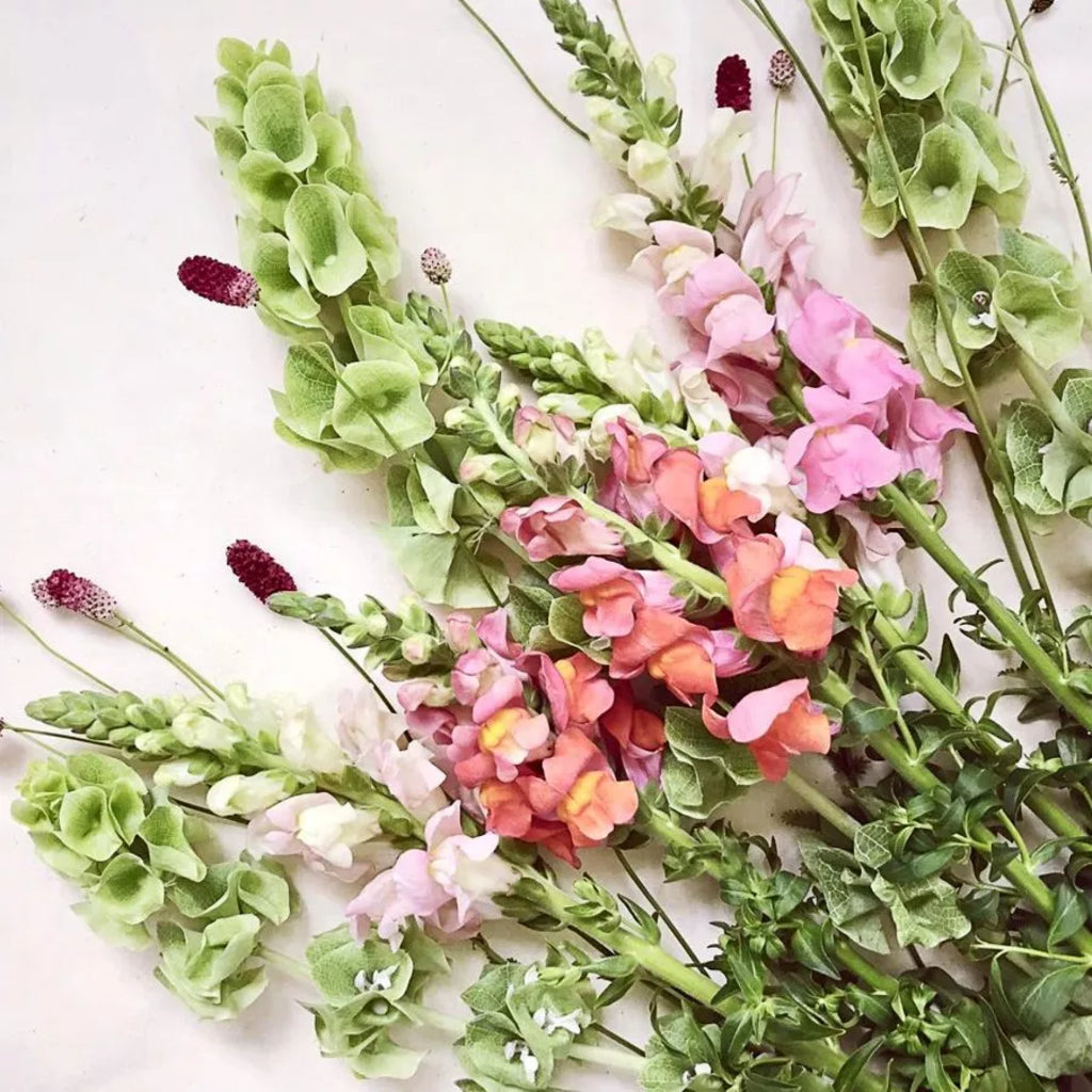 Löwenmäulchen "Costa Apricot" Antirrhinum Majus
