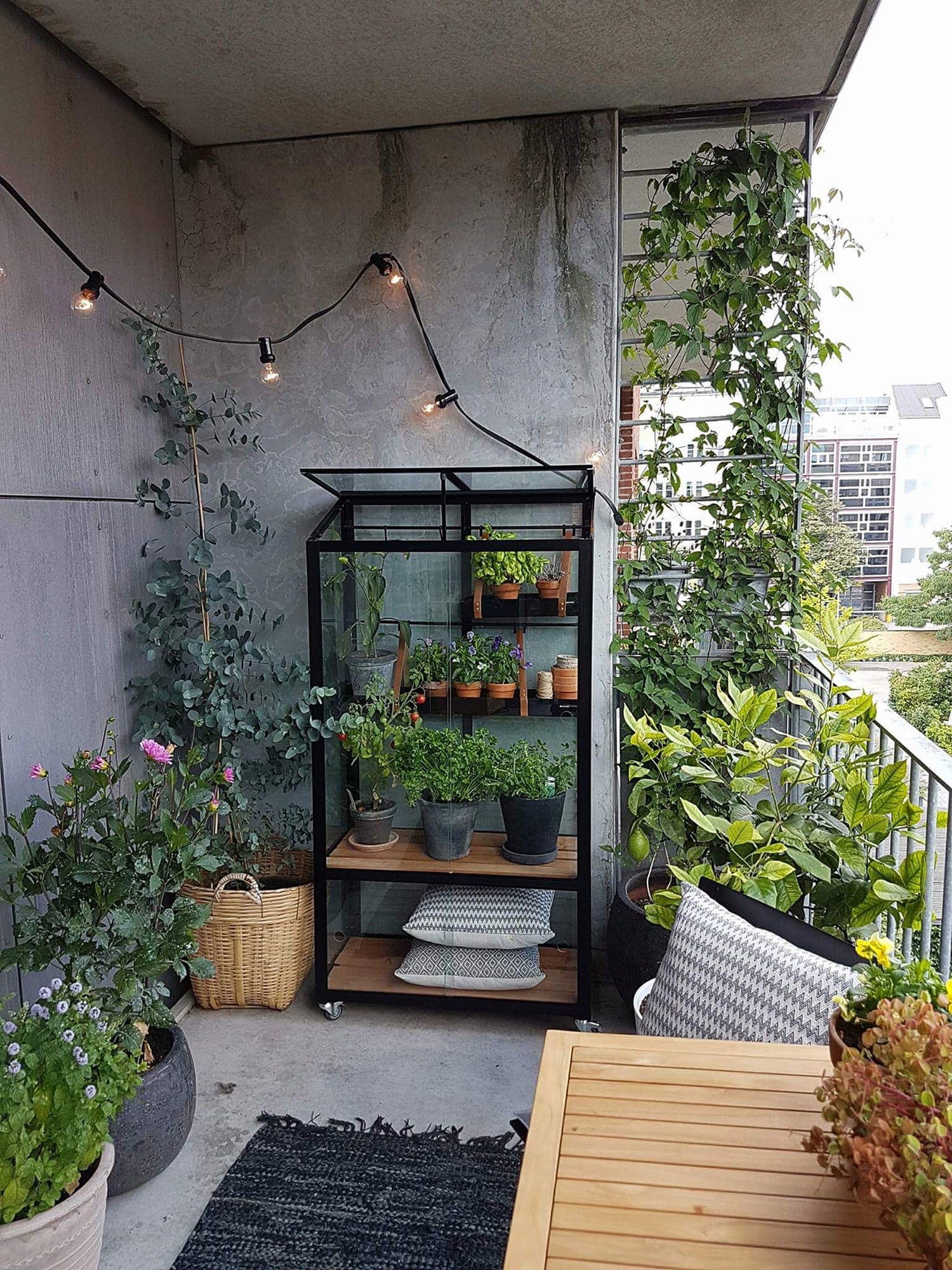 Juliana Gewächshaus Urban - City Greenhouse