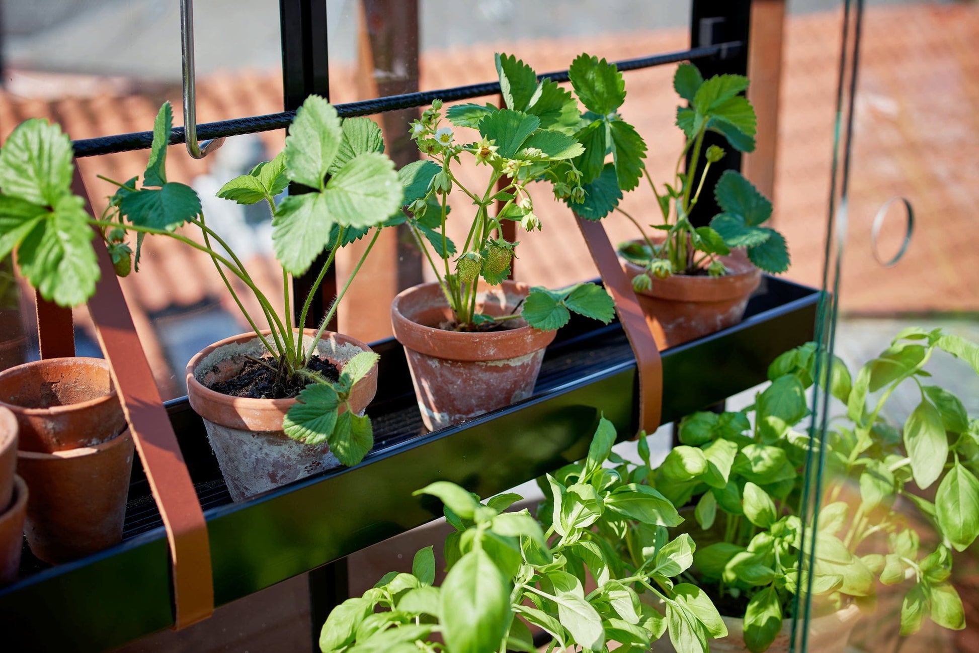 Juliana Gewächshaus Urban - City Greenhouse