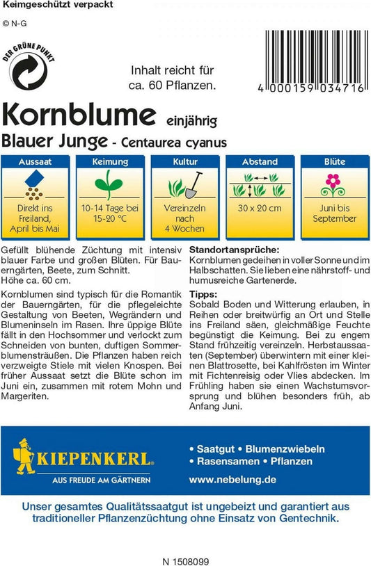  Kornblume "Blauer Junge"