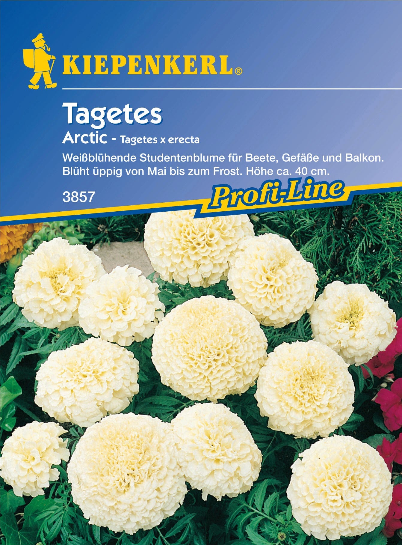  Tagetes "Arctic"