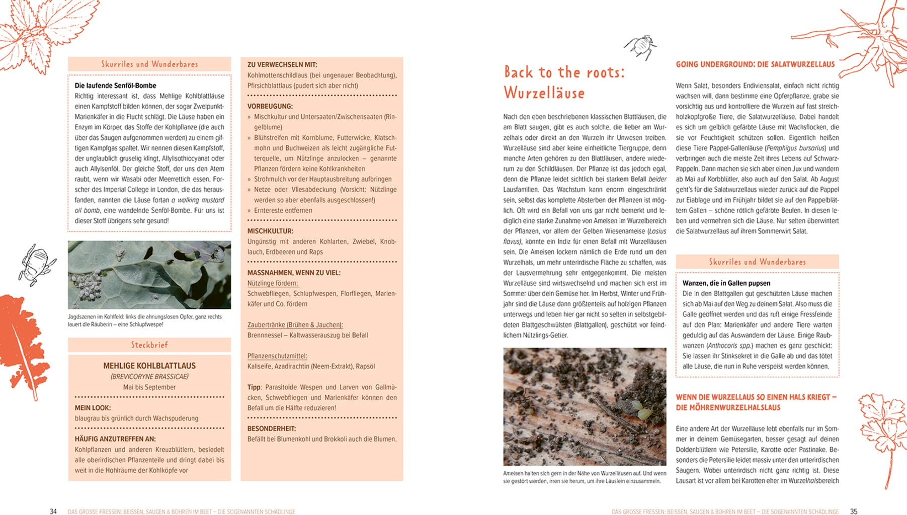  Wer Knabbert Da An Meinem Gemüse?