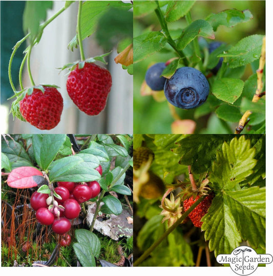  Bio Beeren-Naschgarten , Samenset