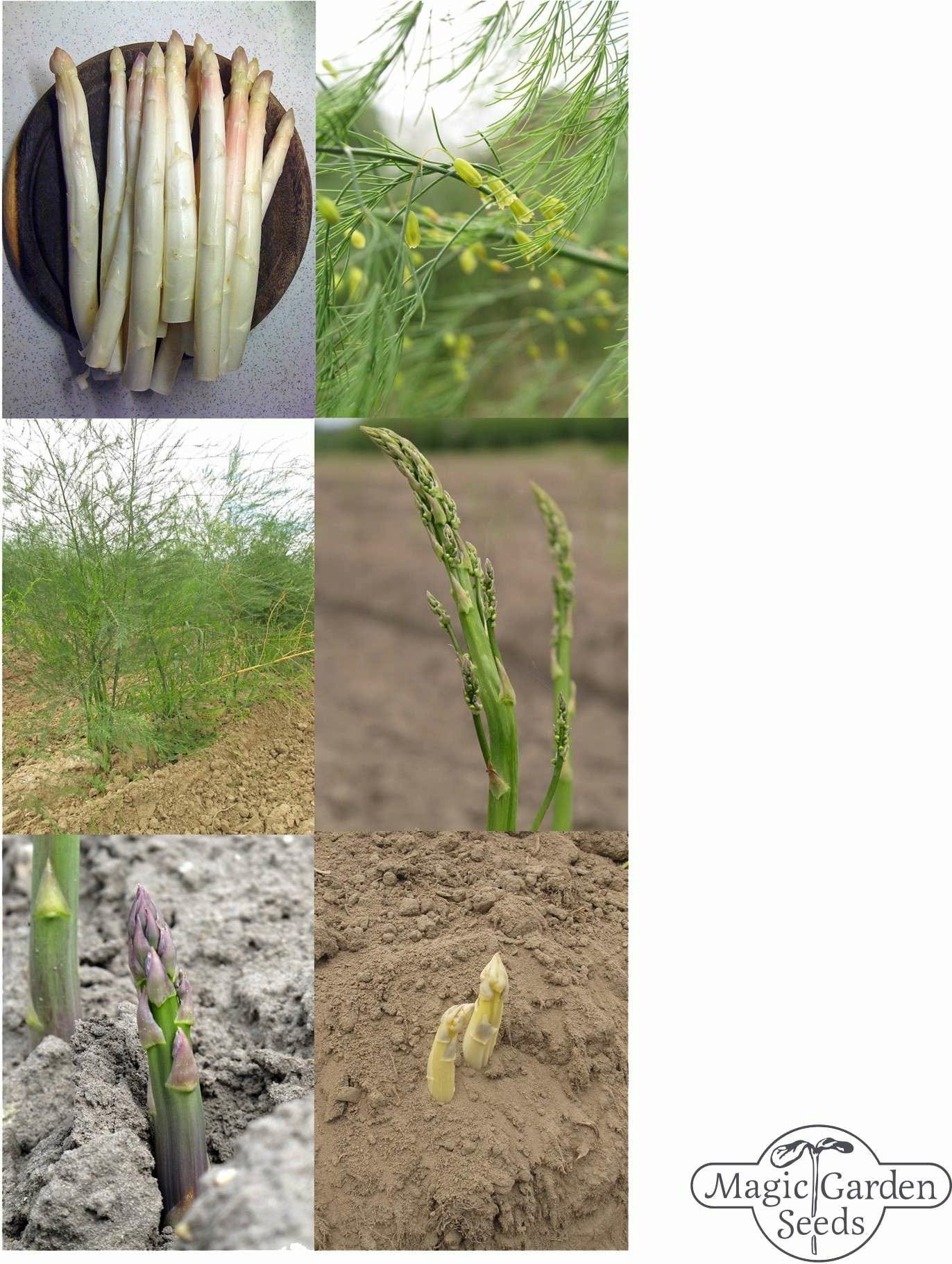  Spargel Vielfalt - Samenset