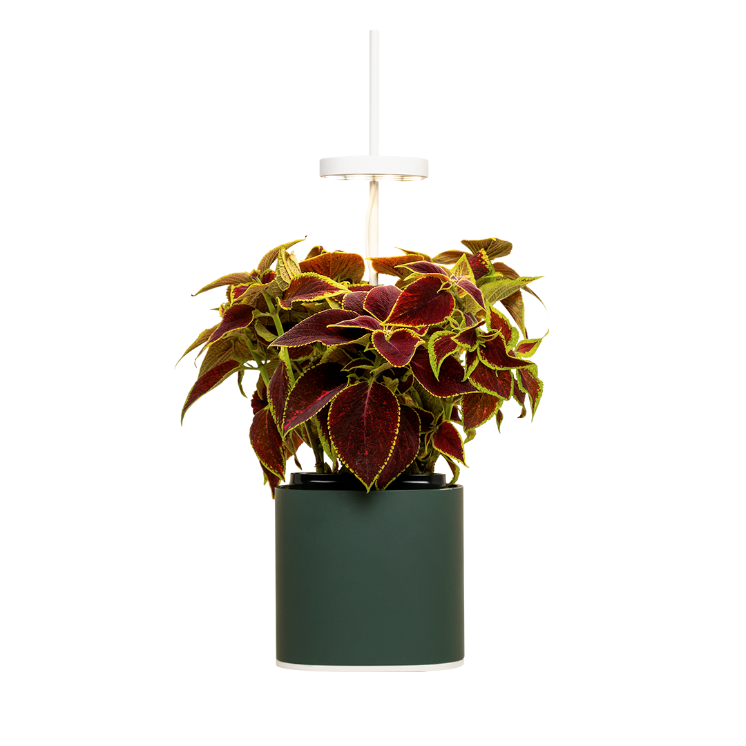 Nano Garden, Grün Wald Inkl. Buntnessel Samenkapsel