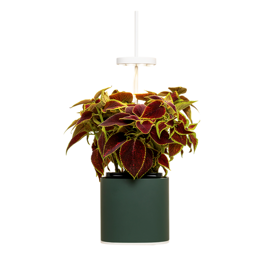  Nano Garden, Grün Wald Inkl. Buntnessel Samenkapsel