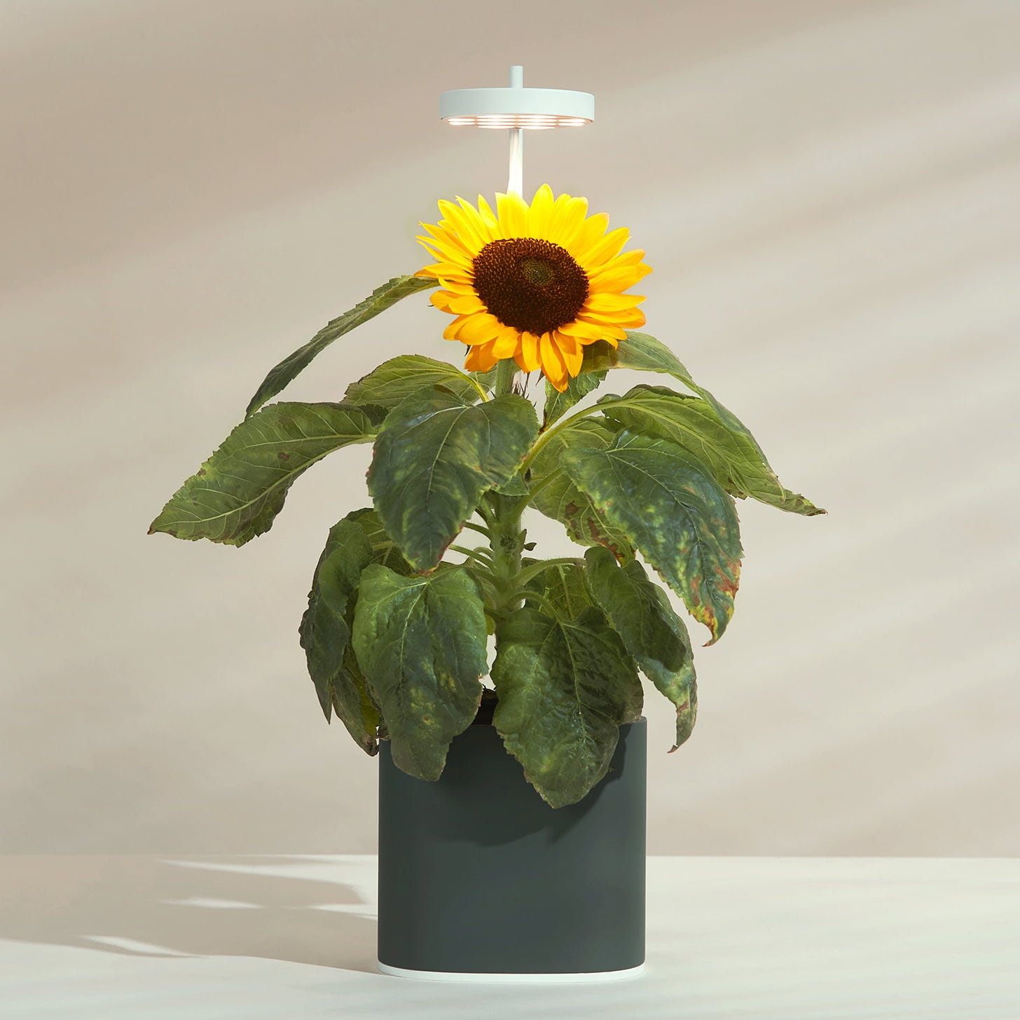 Nano Garden, Grün Wald Inkl. Buntnessel Samenkapsel