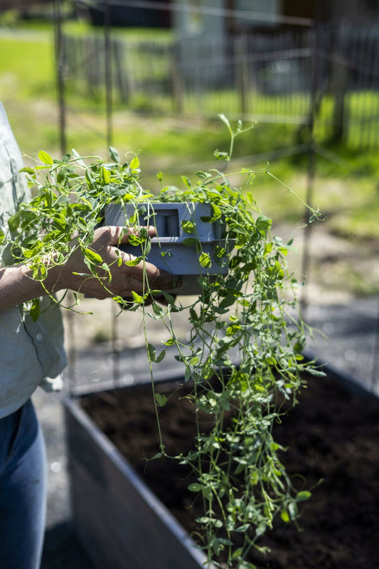  Mini-Gewächshaus "Plug Propagation" Grau