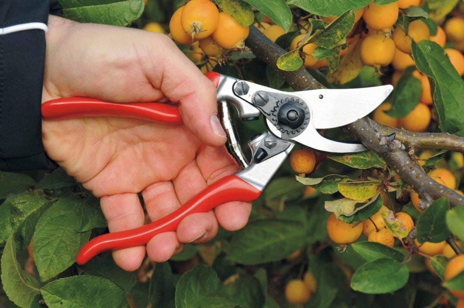  Obstbau & Gartenschere Felco 9 Für Linkshänder