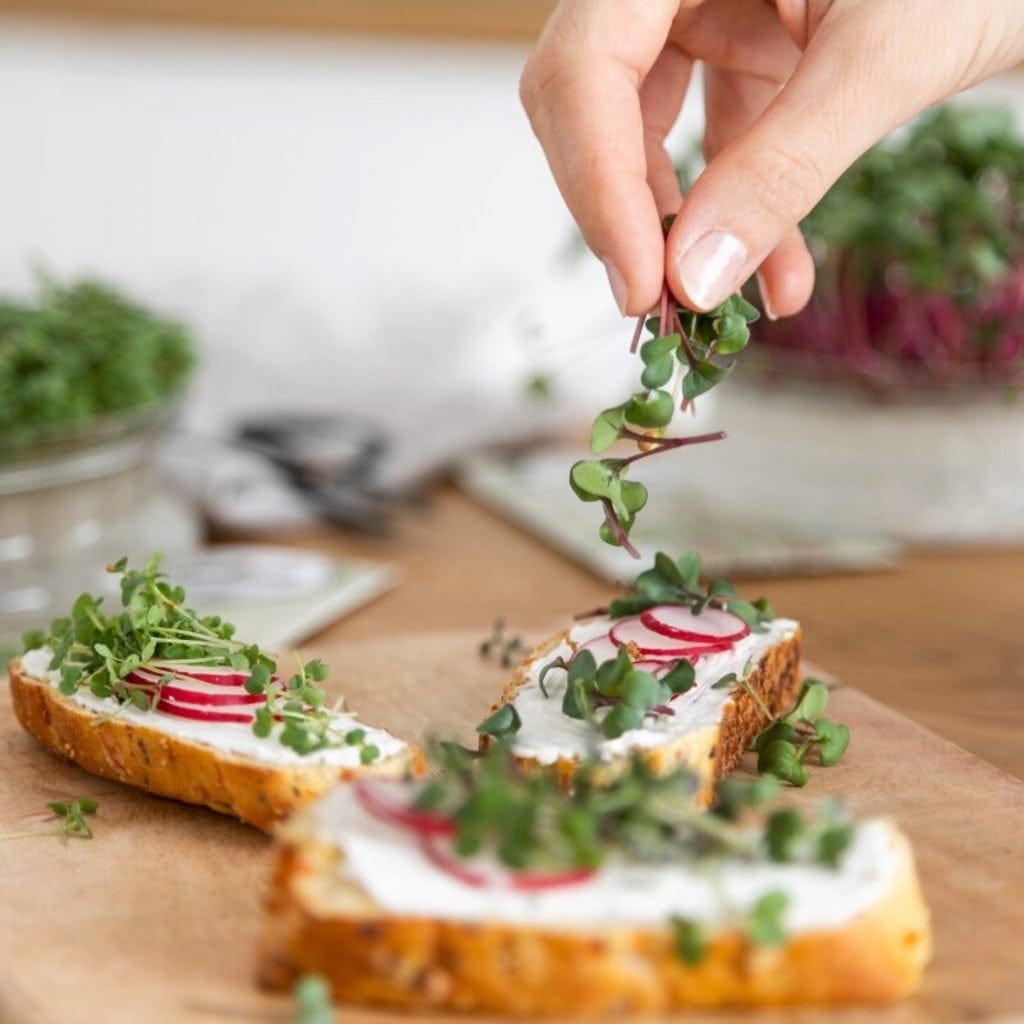  Bio Microgreens 8er Set