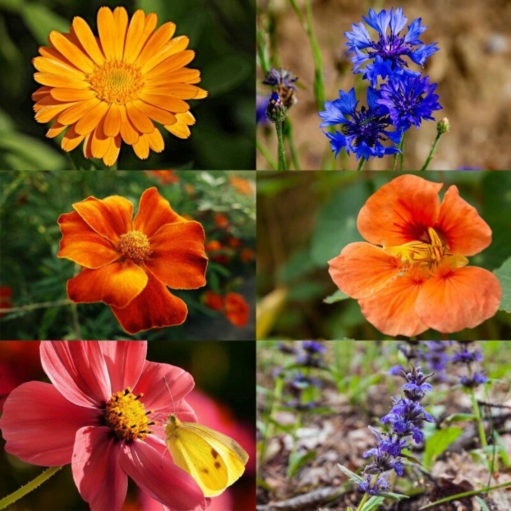  Delikatess-Blüten 6er Saatgut-Set