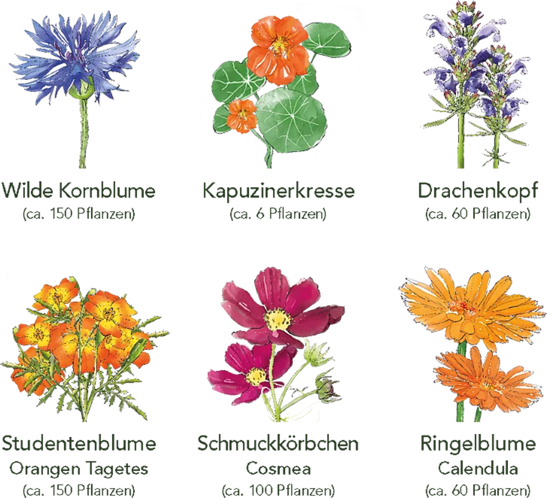  Delikatess-Blüten 6er Saatgut-Set