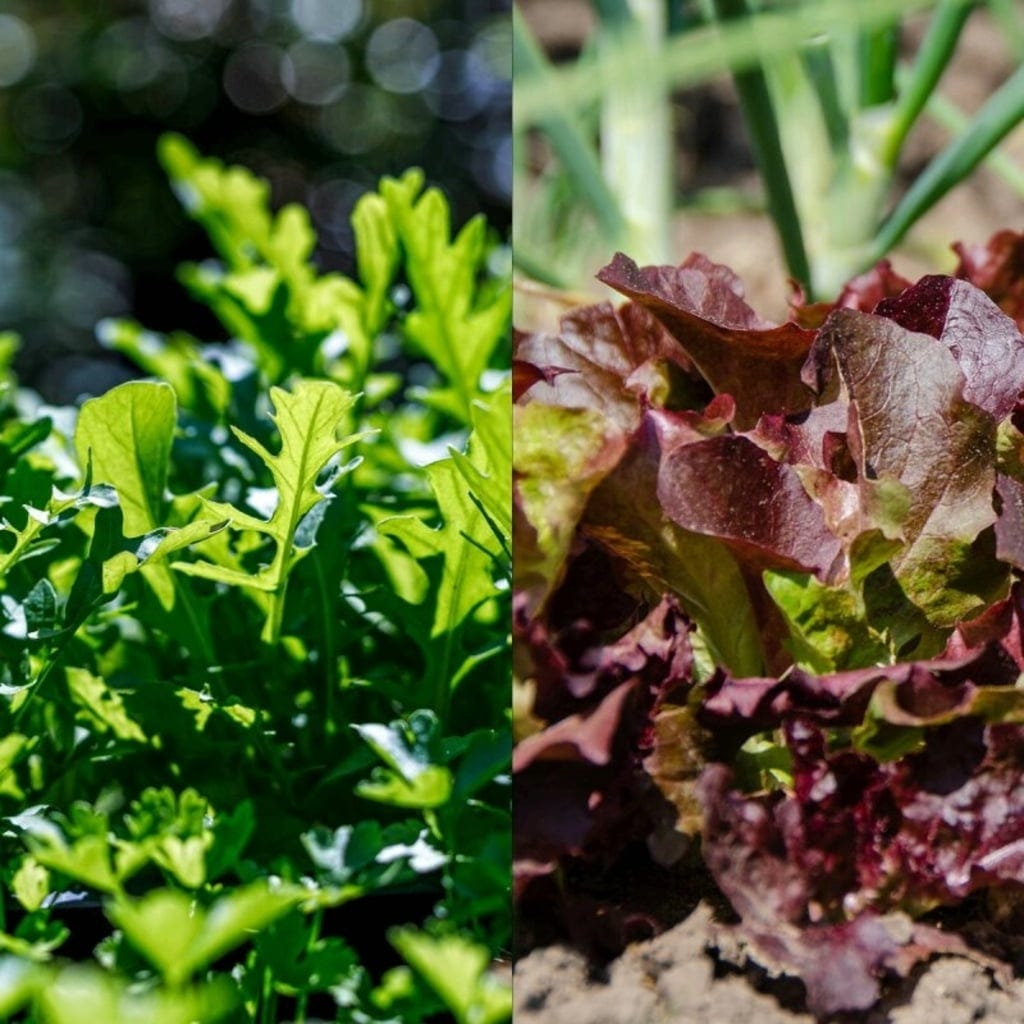  Garten-Helden 10er Set