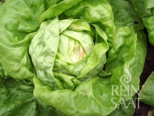  Kopfsalat "Maikönig"