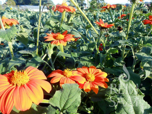  Mexikanische Sonnenblume
