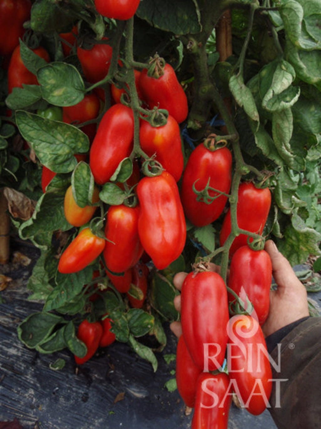  Saucentomaten "San Marzano"