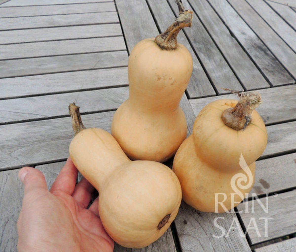  Speisekürbis "Mini Butternut"