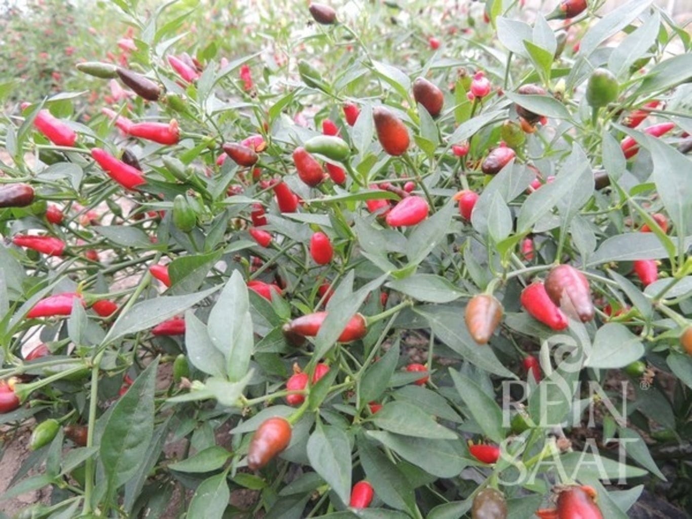  Thai Chili