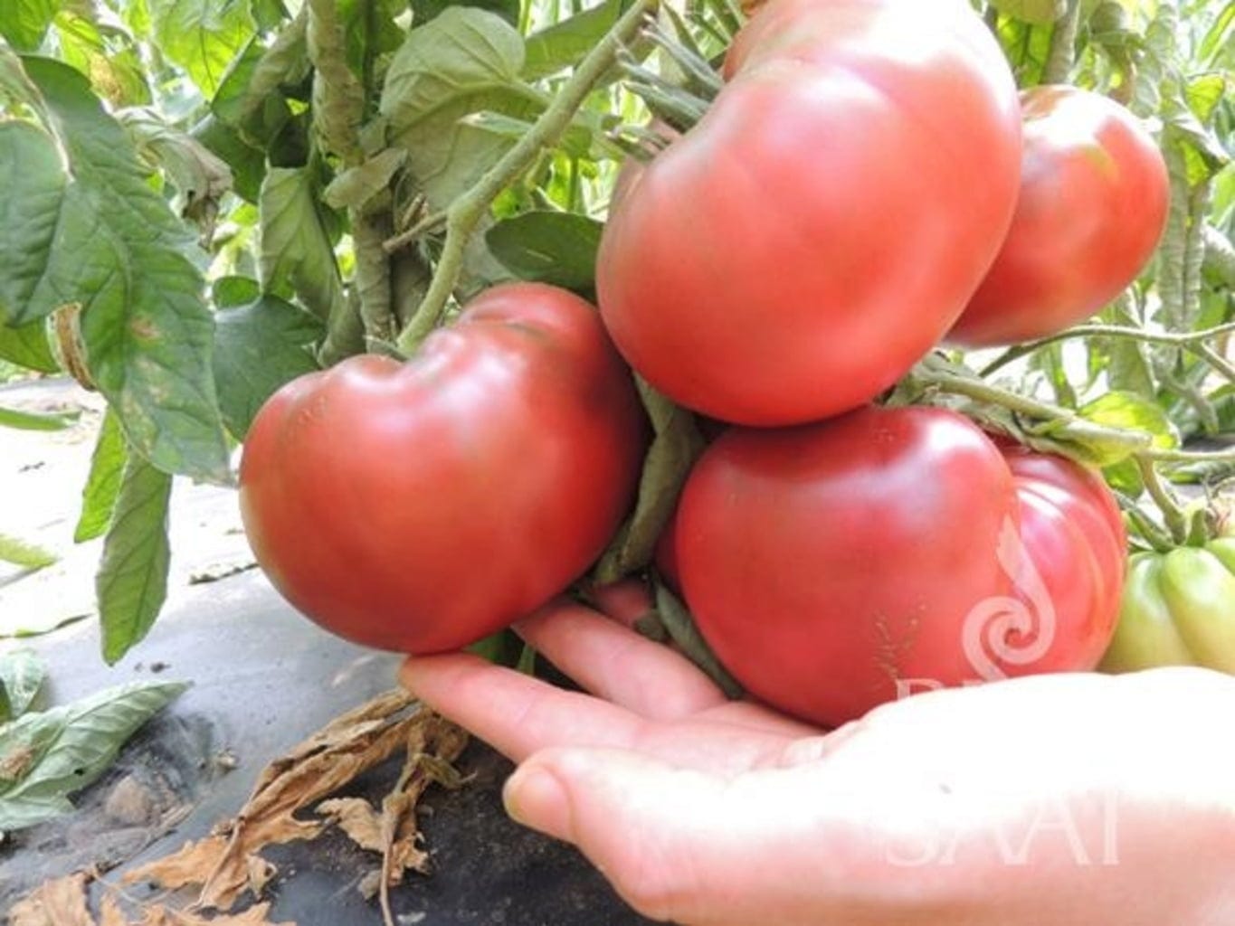  Tomate ''Tschernij Prinz''
