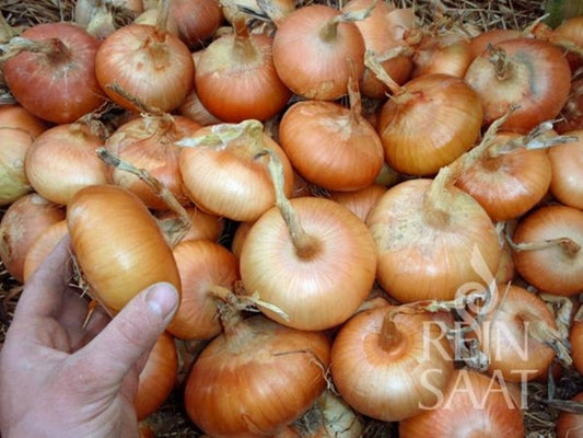  Zwiebel ''Stuttgarter Riesen''