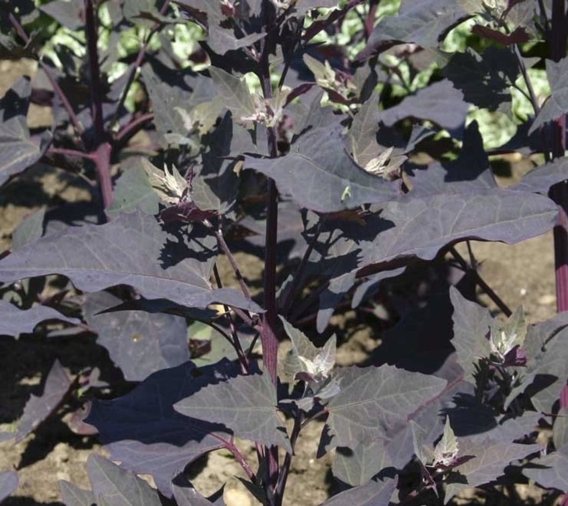  Rote Gartenmelde, 5 G
