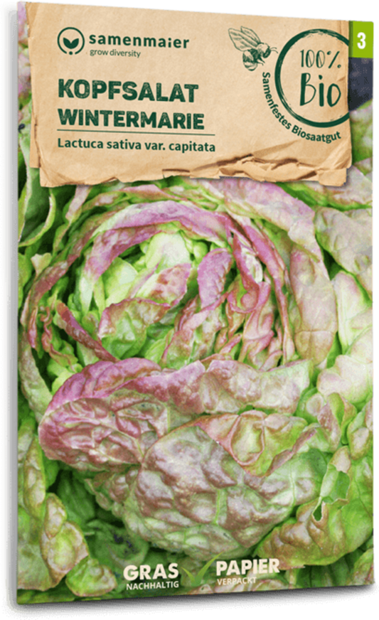  Bio Kopfsalat "Wintermarie"