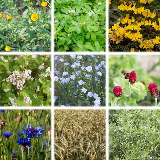  Bio Untersaatmischung "Florina"