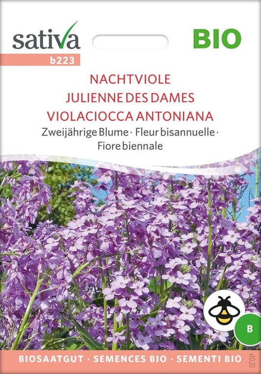  Bio Zweijährige Blume "Nachtviole"
