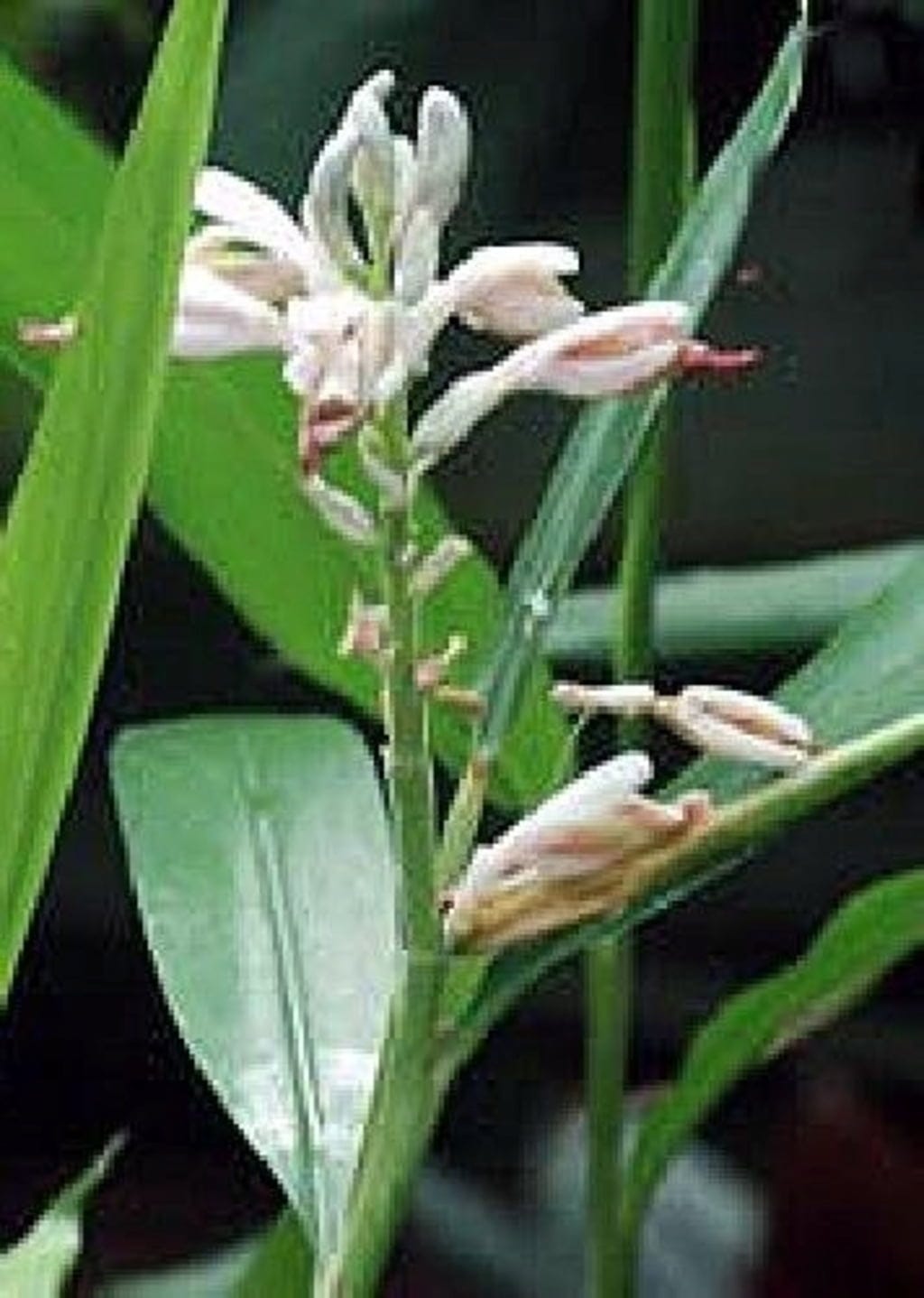  Kardamom, 20 Korn