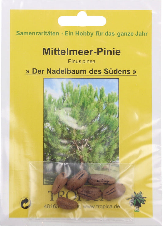 Mittelmeer-Pinie