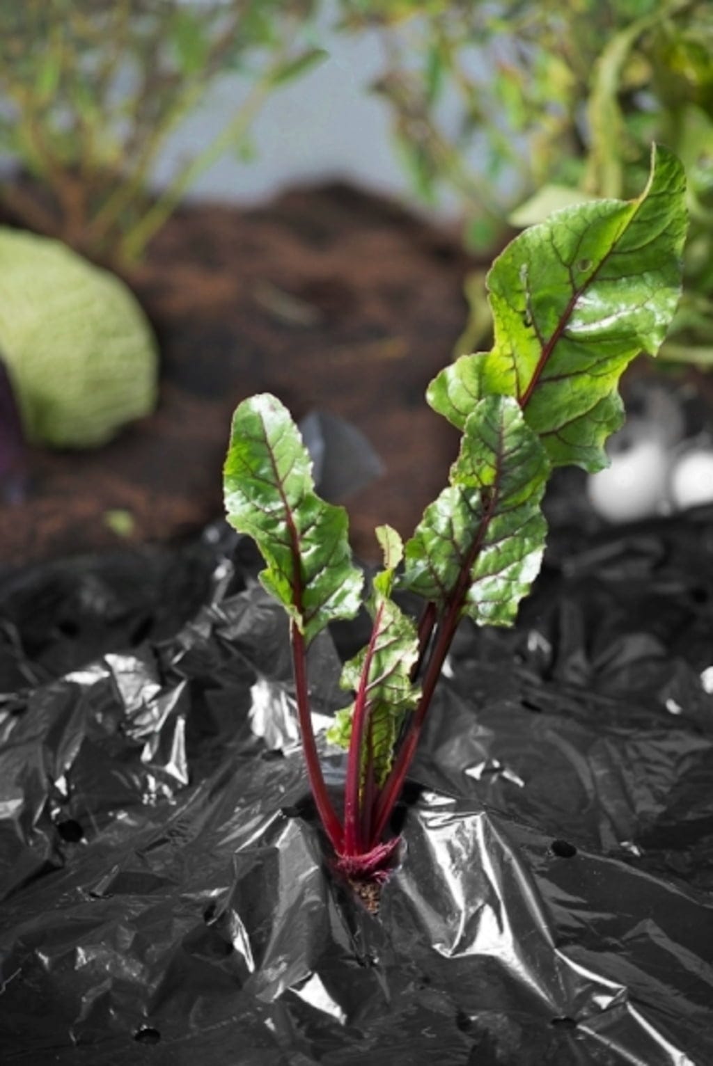 Windhager Mulch-Folie