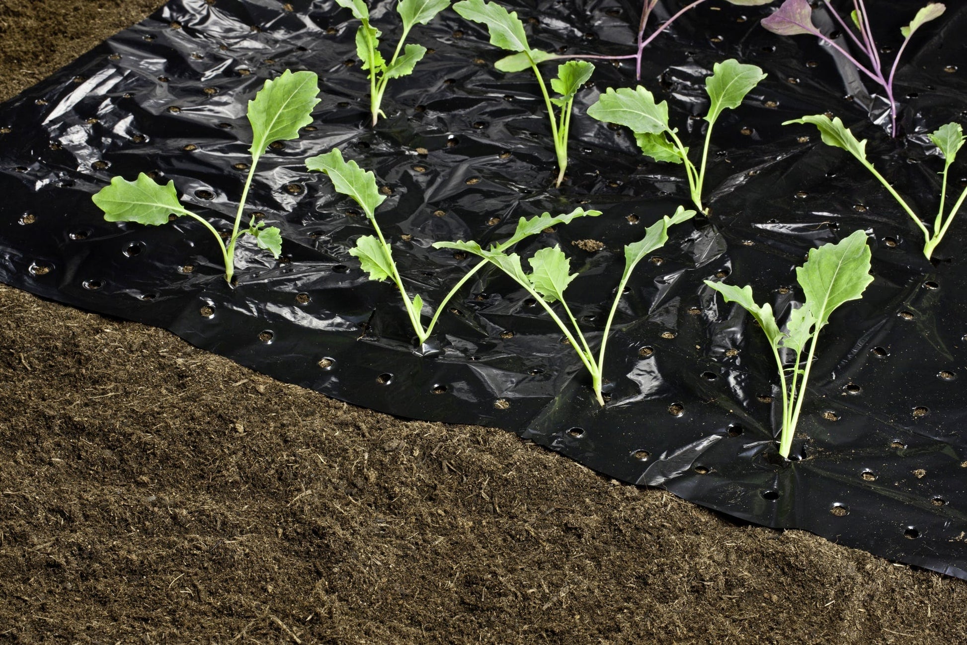 Windhager Mulch-Folie
