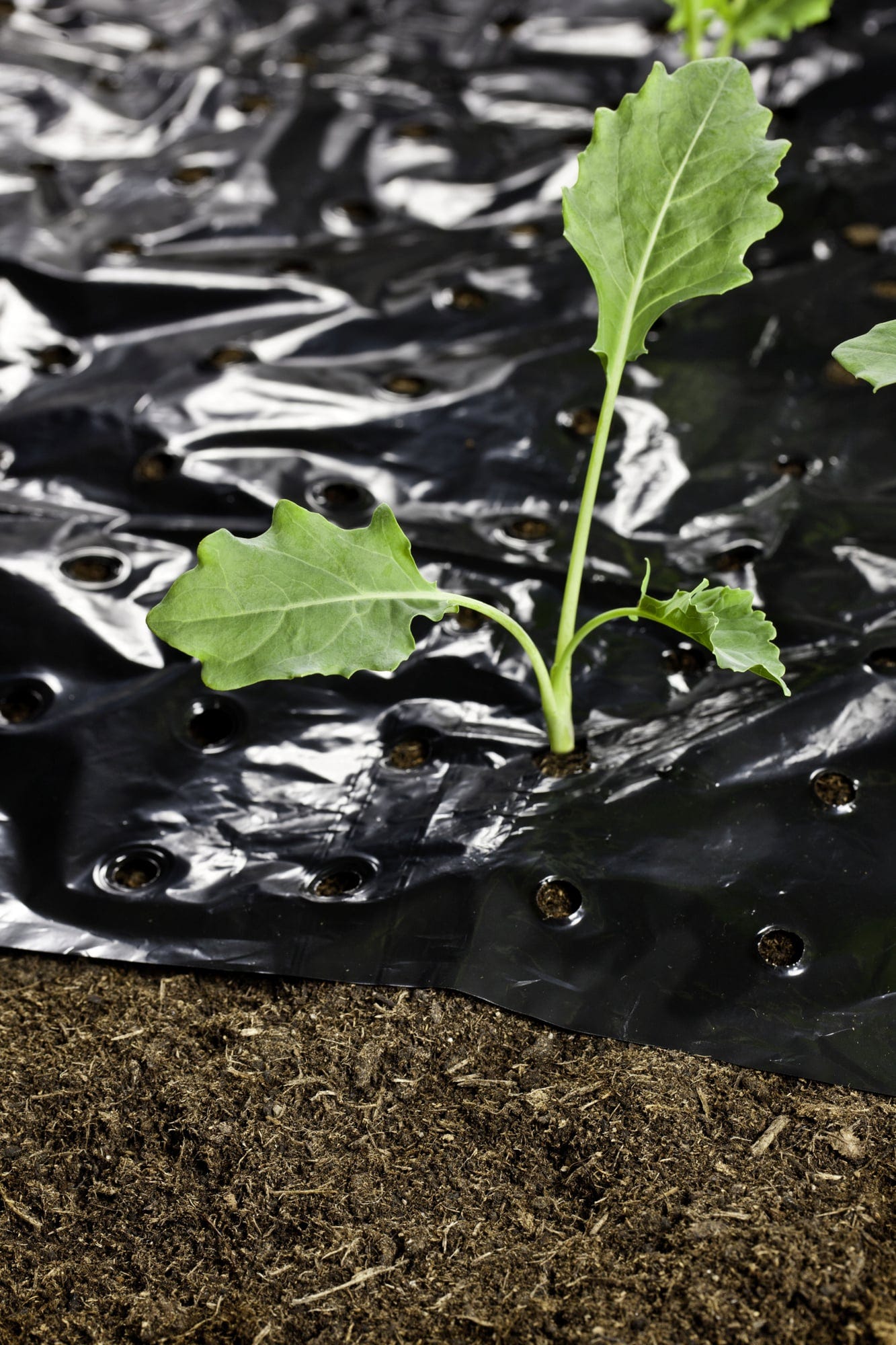 Windhager Mulch-Folie