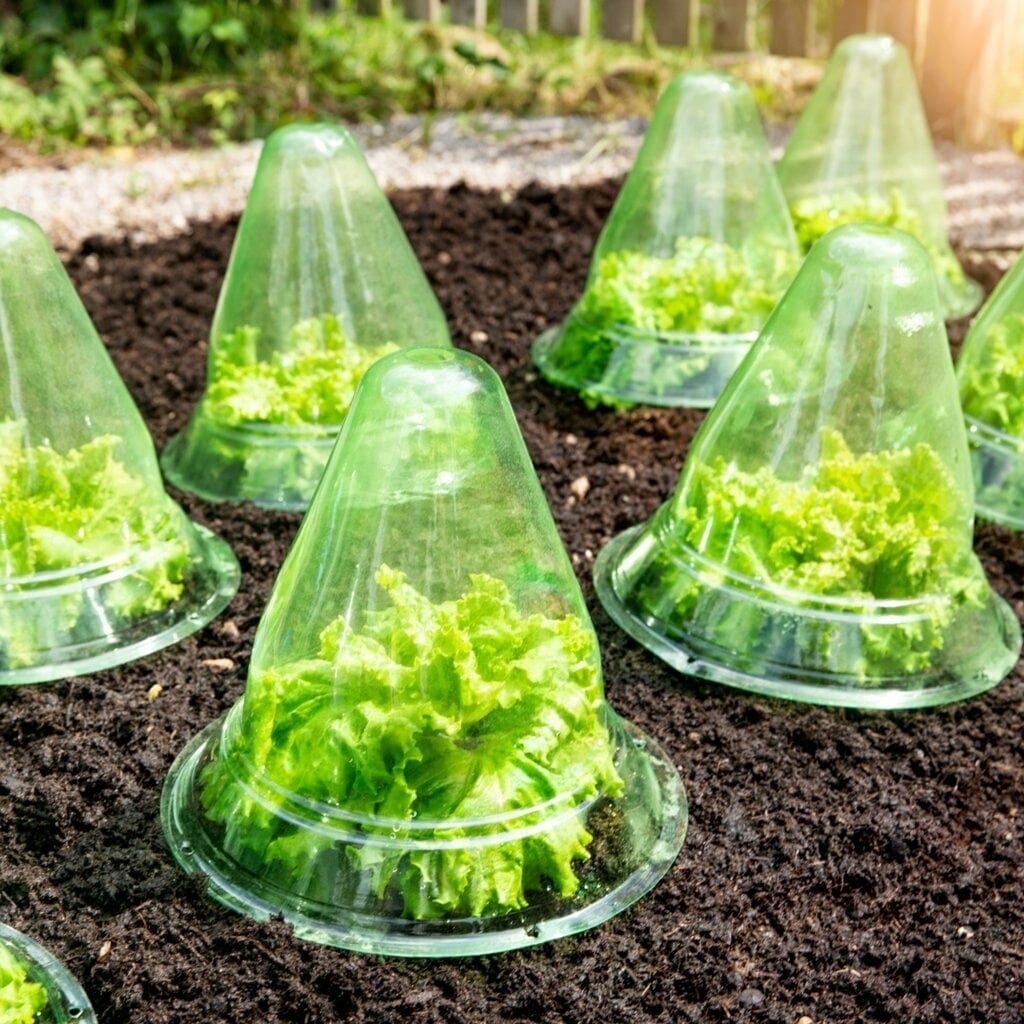 Windhager Pflanzenhut Ø 24 Cm - 10er Set, 1 Set (10 Stück)