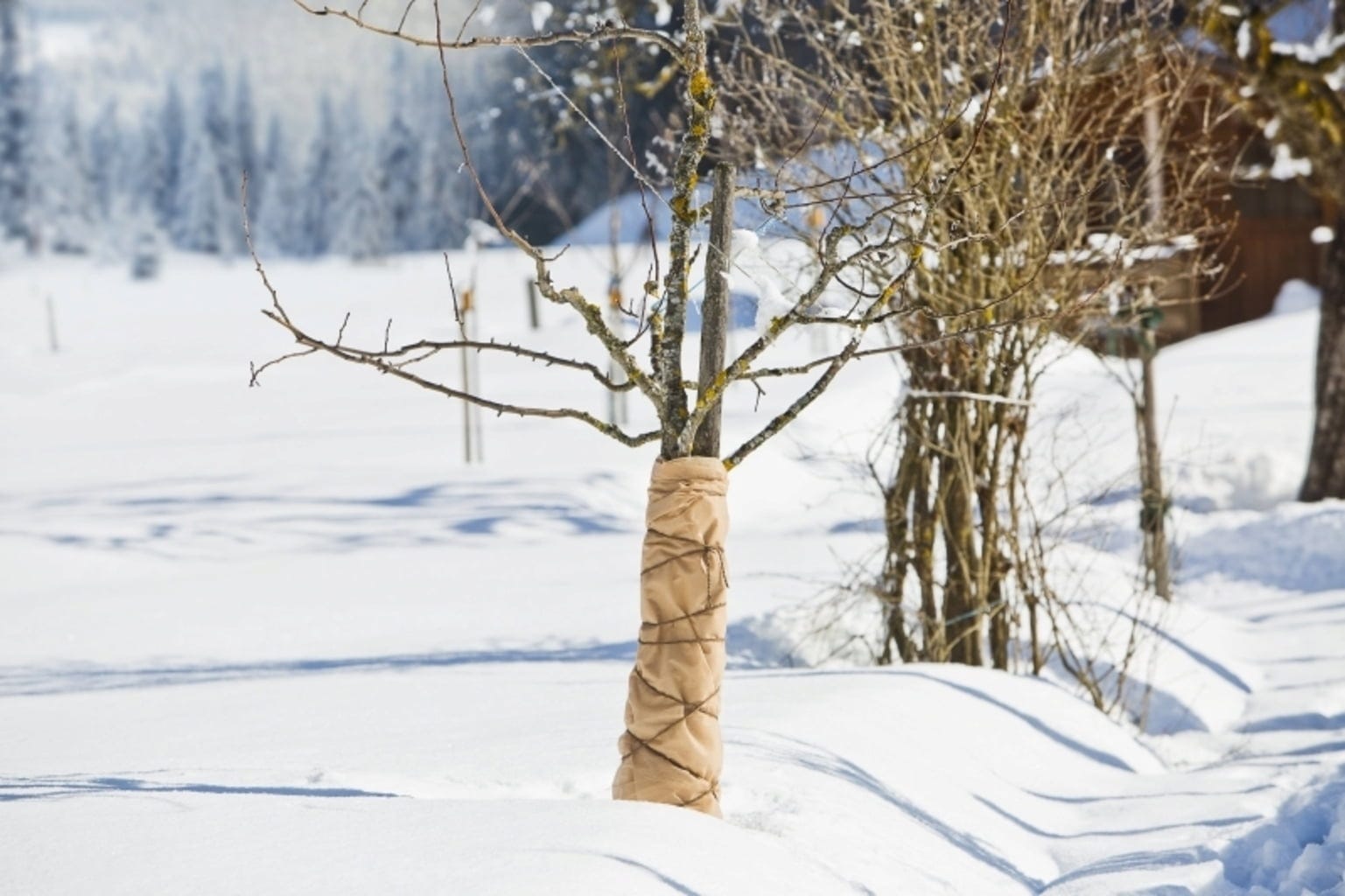 Windhager Winter-Vlies SUPERPROTECT - 3x1,5m