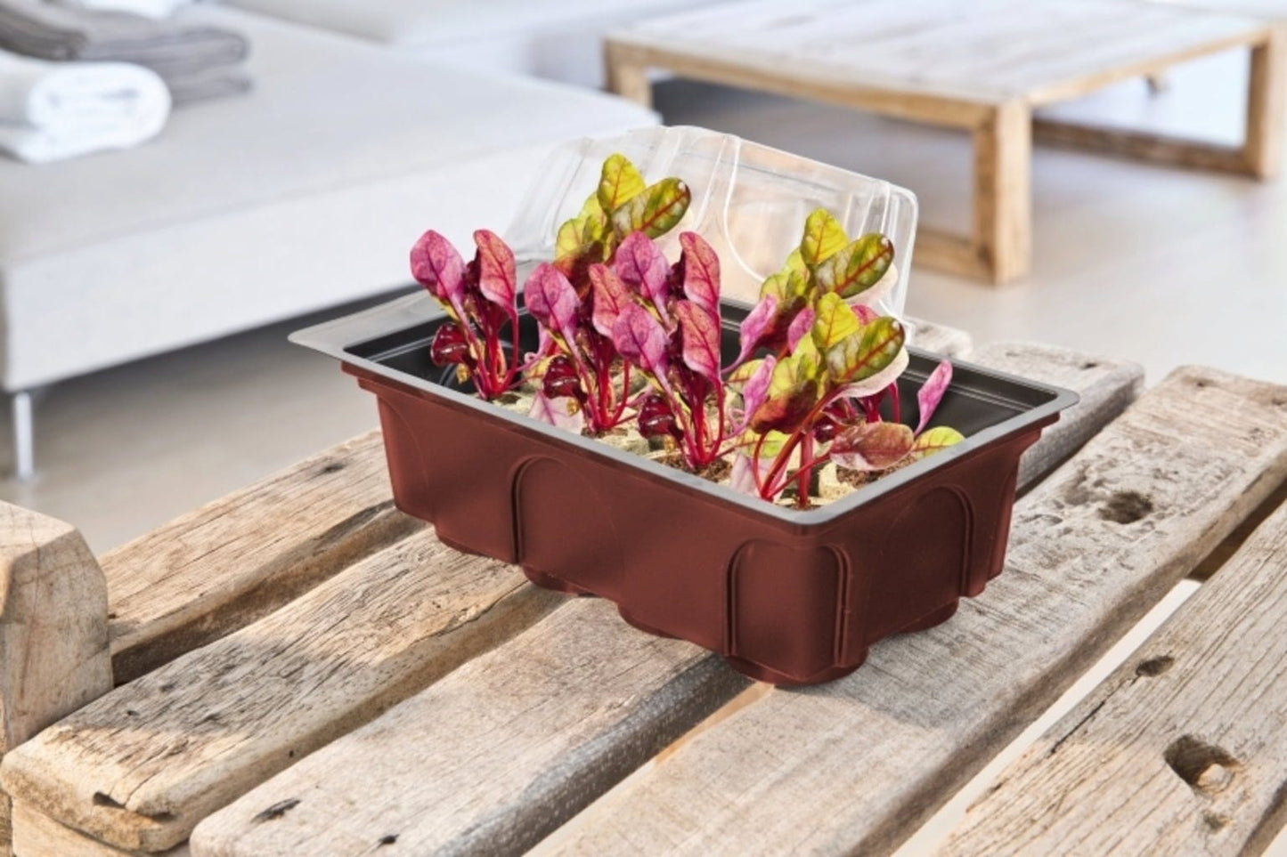 Windhager Zimmer-Treibhaus Mini Mit 8x Quelltabs